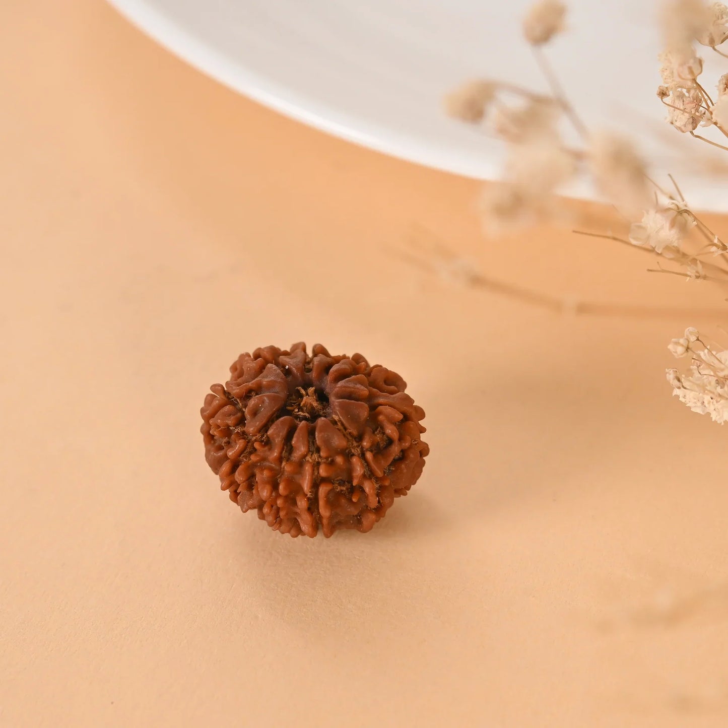 Authentic 10 Mukhi Rudraksha (Nepali Dana)