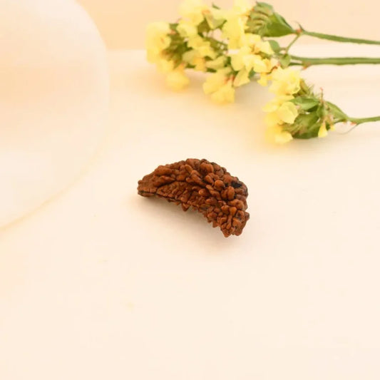 Authentic 1 Mukhi Rudraksha – Nepali Dana