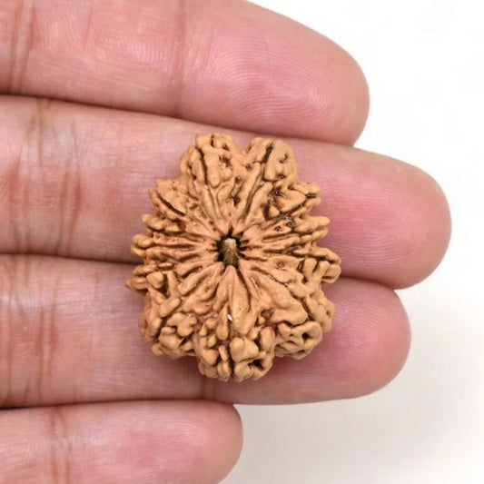 Authentic 12 Mukhi Rudraksha (Nepali Dana)
