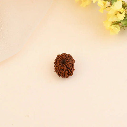 Authentic 12 Mukhi Rudraksha (Nepali Dana)