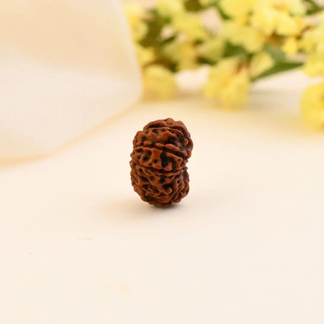 Authentic 12 Mukhi Rudraksha (Nepali Dana)