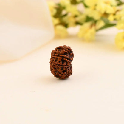 Authentic 12 Mukhi Rudraksha (Nepali Dana)