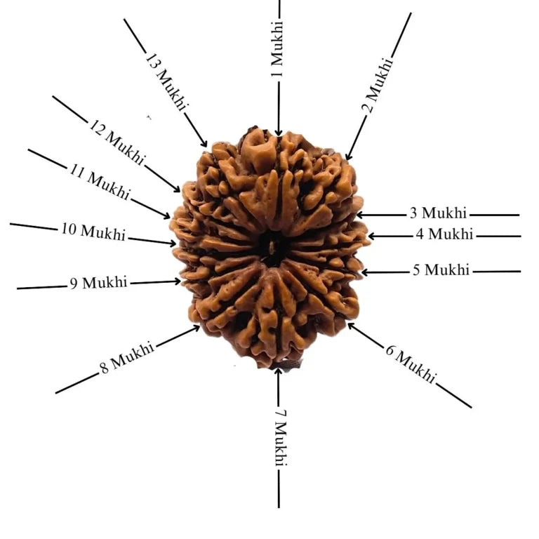 Authentic 13 Mukhi Rudraksha (Nepali Dana)
