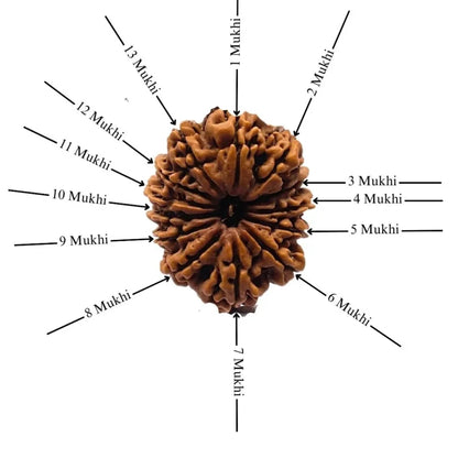 Authentic 13 Mukhi Rudraksha (Nepali Dana)