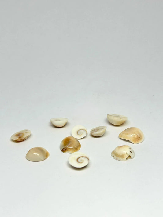 Gomti Chakra Loose Pieces