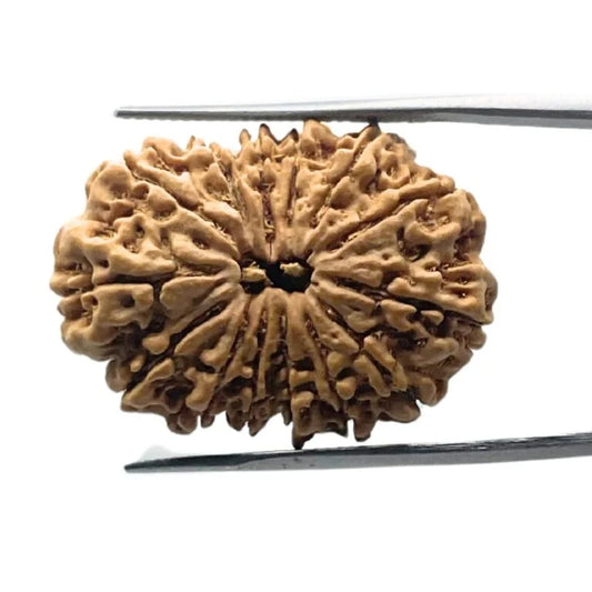 Authentic 14 Mukhi Rudraksha (Nepali Dana)