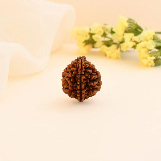 Authentic 2 Mukhi Rudraksha (Nepali Dana)