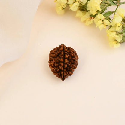 Authentic 2 Mukhi Rudraksha (Nepali Dana)