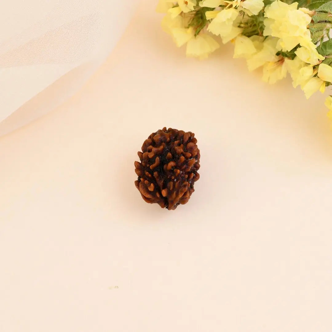 Authentic 3 Mukhi Rudraksha (Nepali Dana)