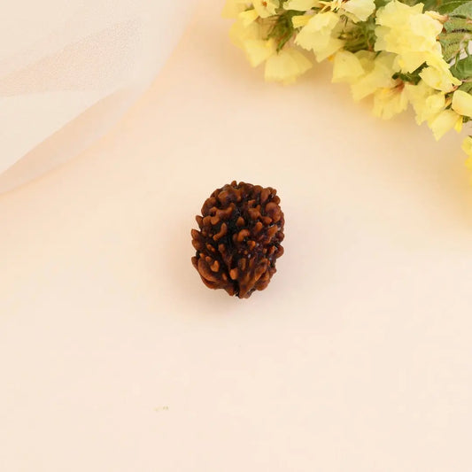 Authentic 3 Mukhi Rudraksha (Nepali Dana)