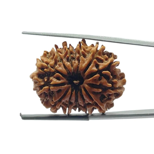 Authentic 13 Mukhi Rudraksha (Nepali Dana)