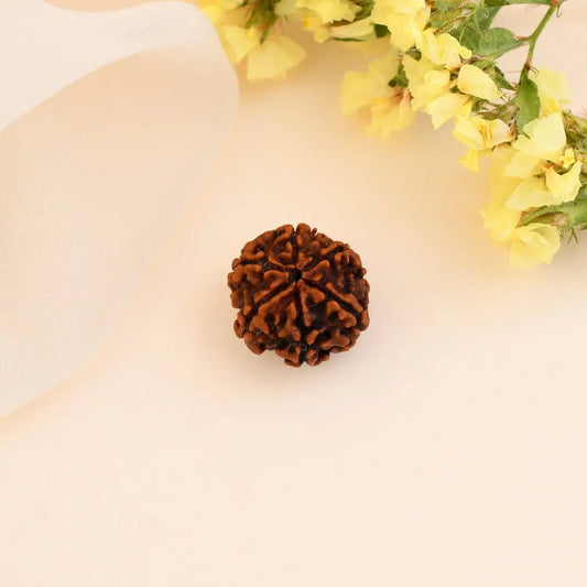 Authentic 6 Mukhi Rudraksha (Nepali Dana)