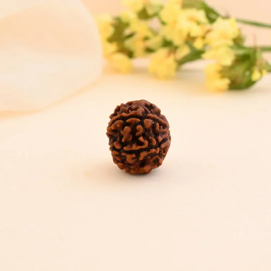Authentic 6 Mukhi Rudraksha (Nepali Dana)