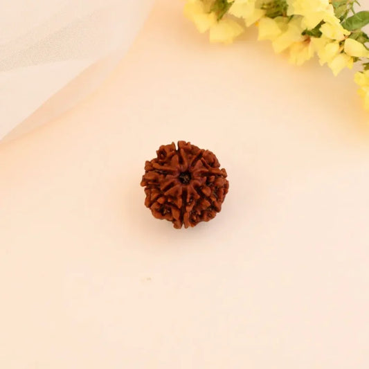 Authentic 7 Mukhi Rudraksha (Nepali Dana)