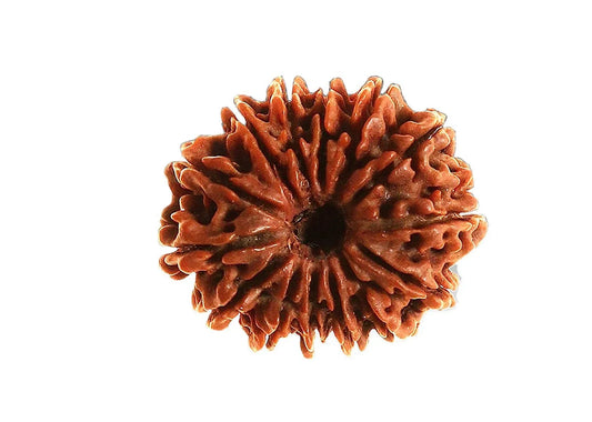 Authentic 14 Mukhi Rudraksha (Nepali Dana)