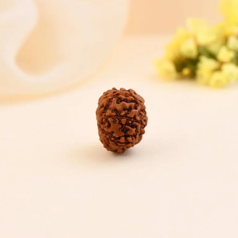 Authentic 8 Mukhi Rudraksha (Nepali Dana)