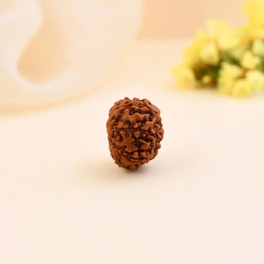 Authentic 8 Mukhi Rudraksha (Nepali Dana)