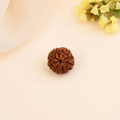Authentic 8 Mukhi Rudraksha (Nepali Dana)