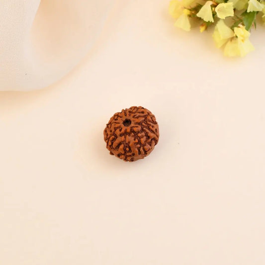 Authentic 9 Mukhi Rudraksha (Nepali Dana)