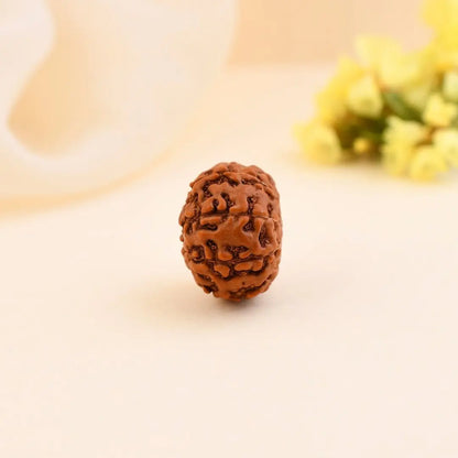 Authentic 9 Mukhi Rudraksha (Nepali Dana)
