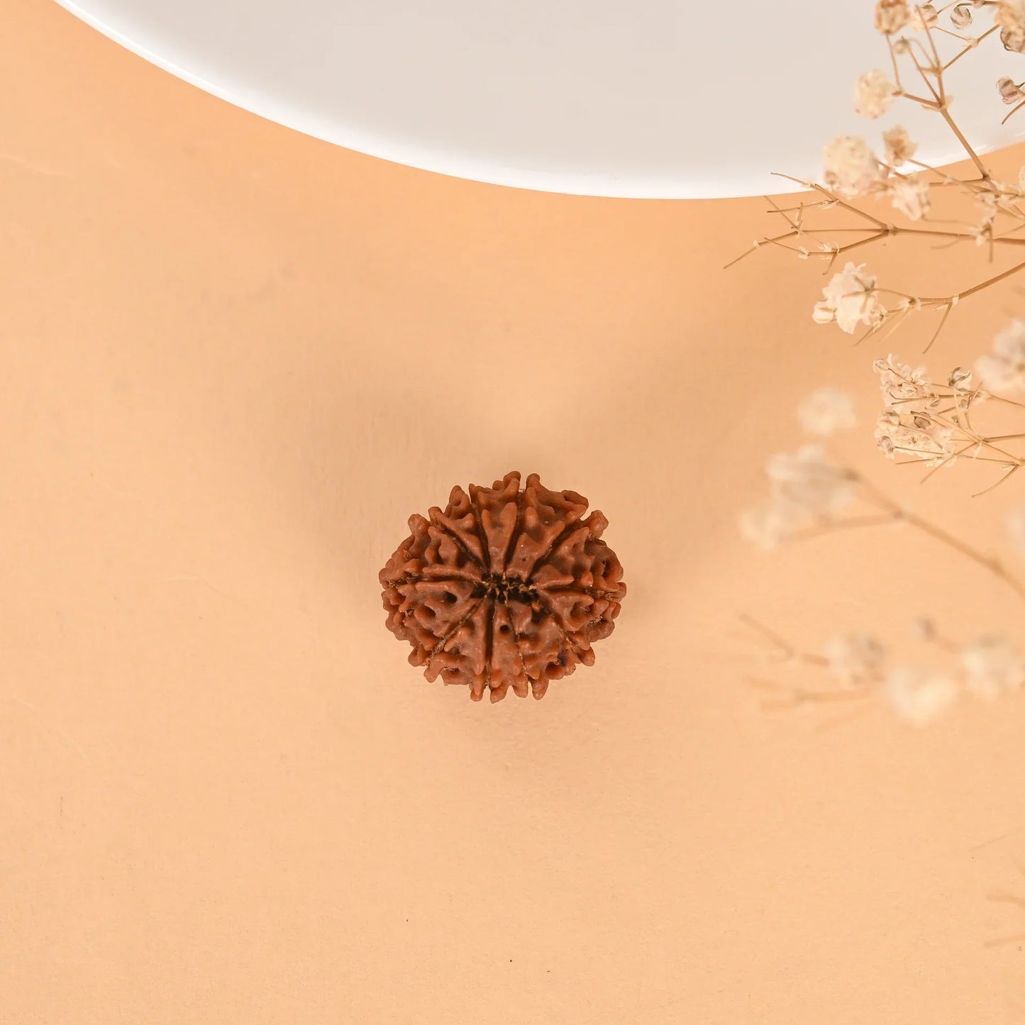 Authentic 10 Mukhi Rudraksha (Nepali Dana)