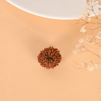 Authentic 10 Mukhi Rudraksha (Nepali Dana)