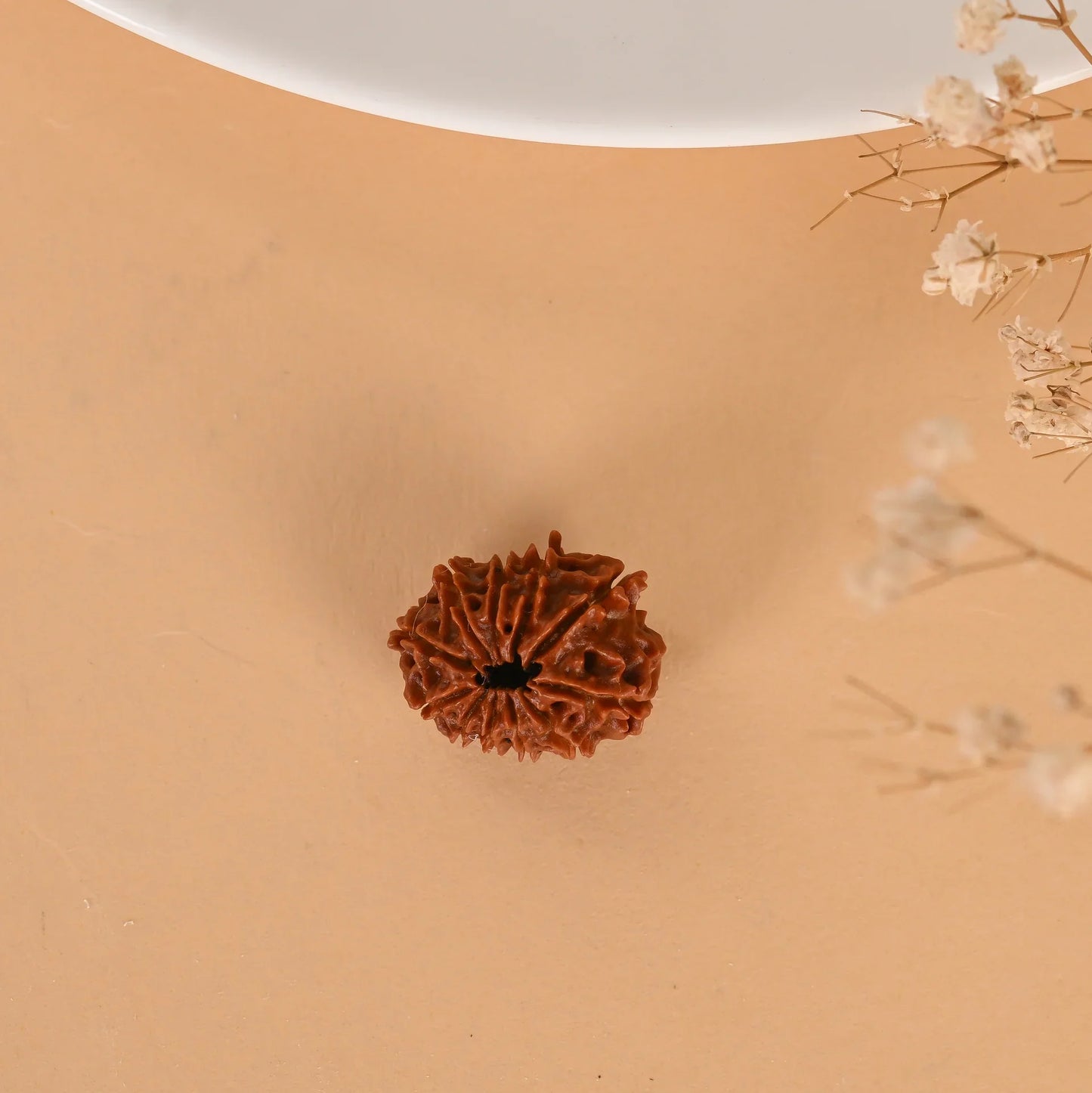 Authentic 11 Mukhi Rudraksha (Nepali Dana)