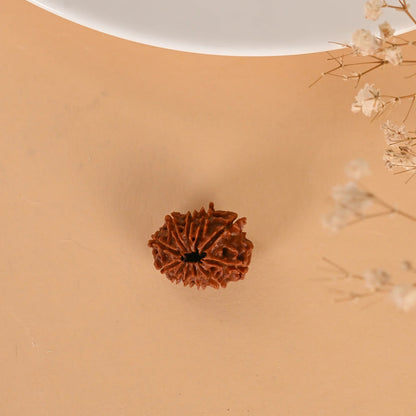Authentic 11 Mukhi Rudraksha (Nepali Dana)