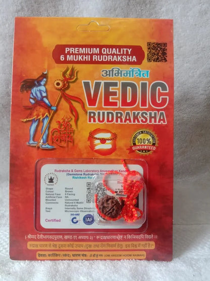 Authentic 6 Mukhi Rudraksha (Nepali Dana)
