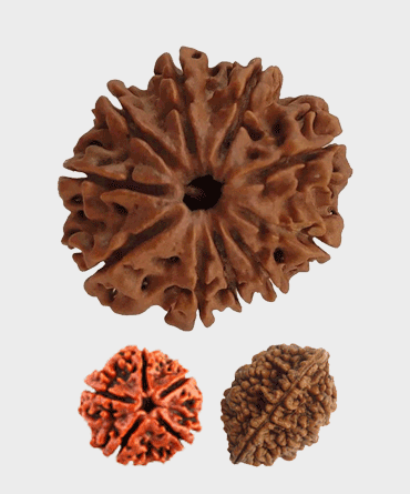 Rudraksha